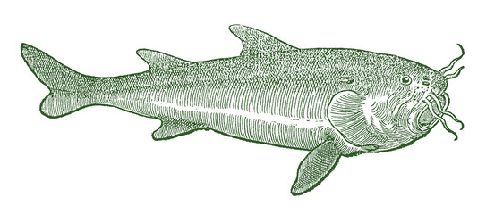 Beluga sturgeon (huso huso) in profile view (after a historic or vintage woodcut illustration from the 16th century)