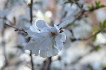 цветок белой магнолии в весеннем в саду