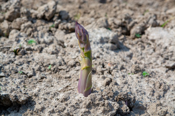 New season of green asparagus, field with growing green asparagus vegetable