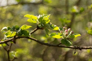 Apple blossom, apple blossoming twig, spring fruit background.