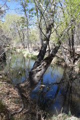 Forest and stream in the Granite Dells Riparian area Prescott Arizona