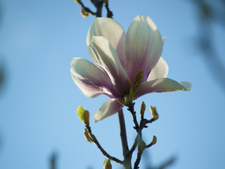 magnolia rose pâle qui fleurit abondamment - un gros plan sur les boutons floraux, ciel au fond