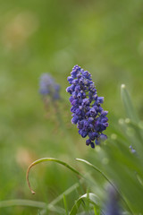 Mutant (Muscari Mill.) Is a genus of monocotyledonous plants (Asparagaceae)