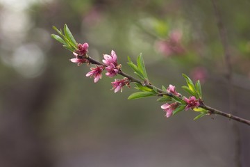 Peach blossom, peach blossoming twig, spring tree fruit background.