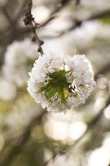 Cherry blossom, cherry blossoming twig, spring fruit background.