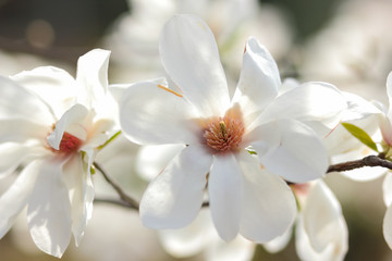 Fototapeta na wymiar Magnolia Kobus, white magnolia flowers in the sunlight, a blurred background, an unopened bud, a beautiful natural background, a blank for a designer, a spring botanical garden