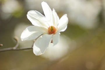 Magnolia Kobus, white magnolia flowers in the sunlight, a blurred background, an unopened bud, a beautiful natural background, a blank for a designer, a spring botanical garden