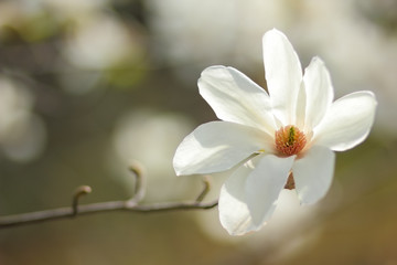 Magnolia Kobus, white magnolia flowers in the sunlight, a blurred background, an unopened bud, a beautiful natural background, a blank for a designer, a spring botanical garden