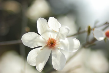 Magnolia Kobus, white magnolia flowers in the sunlight, a blurred background, an unopened bud, a beautiful natural background, a blank for a designer, a spring botanical garden