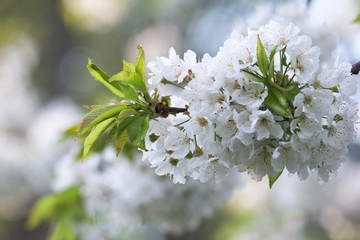Cherry blossom, cherry blossoming twig, spring fruit background.