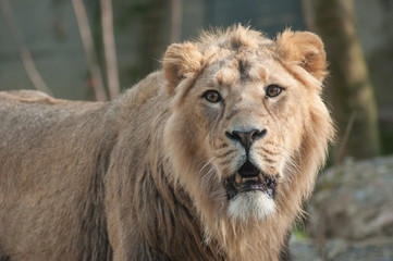 portrait of lion at the zoo