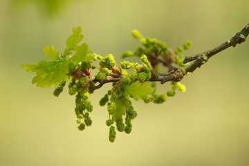 Oak, oak leaf twig, spring fresh green oak leaves.