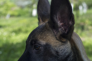 Malinois, german shepherd, puppy, sweet, pet, animal, dog