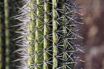 Closeup of cactus needles