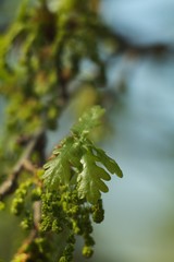 Oak, oak leaf twig, spring fresh green oak leaves.