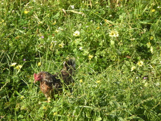 Chicken in the field