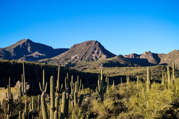 Arizona Desert landscape