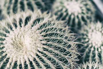 Tropical natural green cactus, top view. Abstract natural pattern texture, exotic prickly background