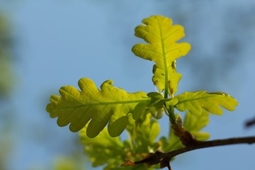 Obraz premium Oak, oak leaf twig, spring fresh green oak leaves.