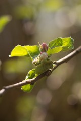 Apple tree, apple blossom twig in spring, spring background.