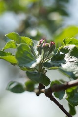 Apple tree, apple blossom twig in spring, spring background.
