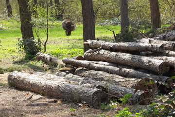 Fototapeta premium Felled pine trees in the forest, deforestation, ecological problems of the Earth, decks of trees for sawn timber, global warming, stock for designer