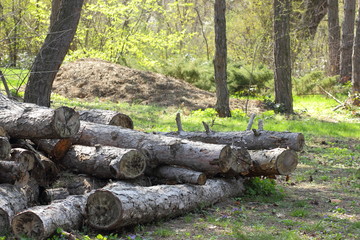 Felled pine trees in the forest, deforestation, ecological problems of the Earth, decks of trees for sawn timber, global warming, stock for designer