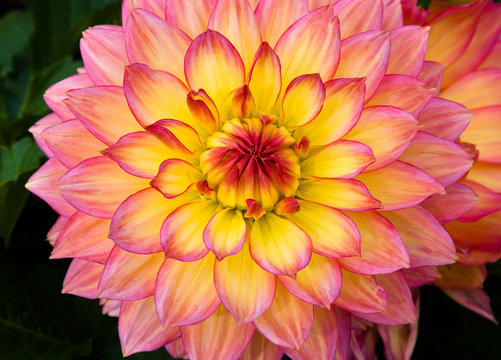 Close up of  Red and Yellow dahlia flower