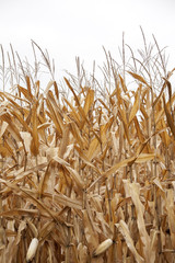 Fall corn crop ready for harvest in Central Illinois