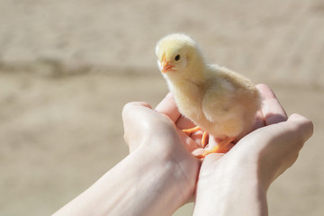 Cute baby chicken on the meadow