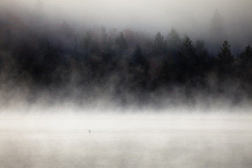 Fog over lake with a loon on the foreground. Lax Lake, Minnesota, USA.  - 201791890