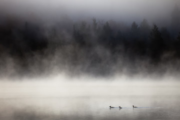Lake in fog with three ducks (mergansers) on the foreground. Lax Lake, Minnesota, USA. - 201791895