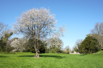 Fototapeta na wymiar A Wild Cherry Tree (prunus avium)