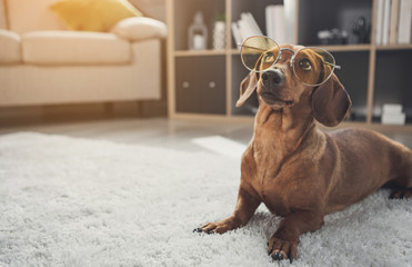 Smart domesticated dachshund dog wearing glasses. It is looking up with curiosity while lying on carpet at home. Copy space