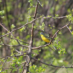 Adult male Western yellow wagtail or blue-headed wagtail (Motacilla flava subspecies flava). Polesie, Southern Belarus