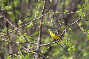 Adult male Western yellow wagtail or blue-headed wagtail (Motacilla flava subspecies flava). Polesie, Southern Belarus