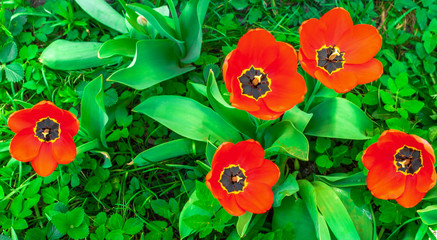 Red blooming tulips in spring green grass. Spring garden.