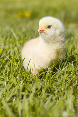 Cute baby chicken on the meadow