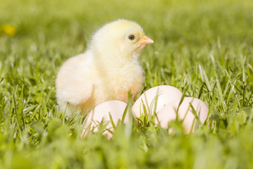 Cute baby chicken on the meadow