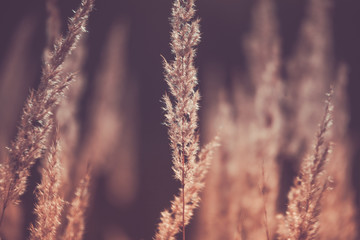 Fototapeta na wymiar Grass, Spikelets, Brown, Autumn, Sun, Abstraction