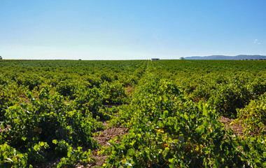 Fototapeta na wymiar Viñedo, agricultura, paisaje, Castilla-La Mancha