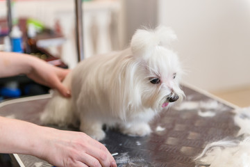 Professional care for the dog Maltese lap dog. Grooming the dog in the grooming salon.