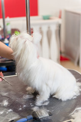 Professional care for the dog Maltese lap dog. Grooming the dog in the grooming salon.