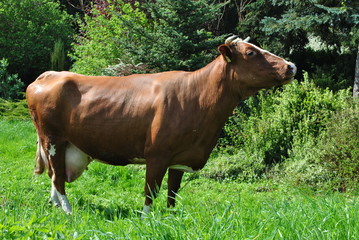 Krowa na pastwisku