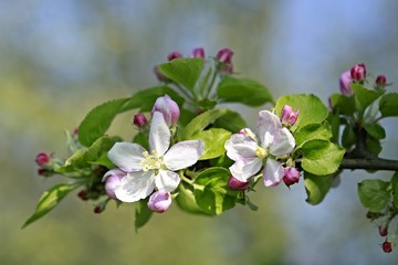 Beautiful white blossoms of apple tree growing in a garden, pink buds, green leaves on branch, blue blurry background, spring sunny day