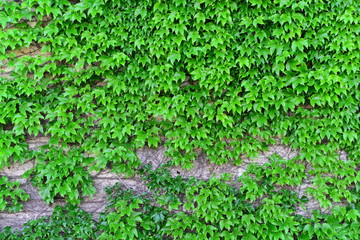 covered with ivy