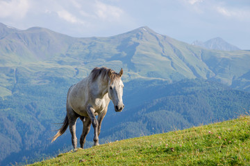 Horses in Tusheti, Georgia