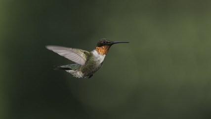 Fototapeta premium Light in the Garden