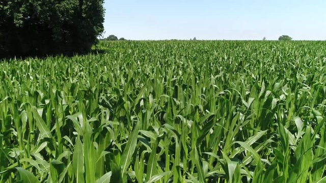 Low altitude aerial footage of maize field corn is domesticated variant of teosinte theys have dissimilar appearance maize having single tall stalk with multiple leaves teosinte is short bushy plant