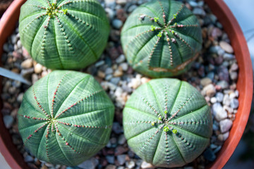 many small cacti in a pot